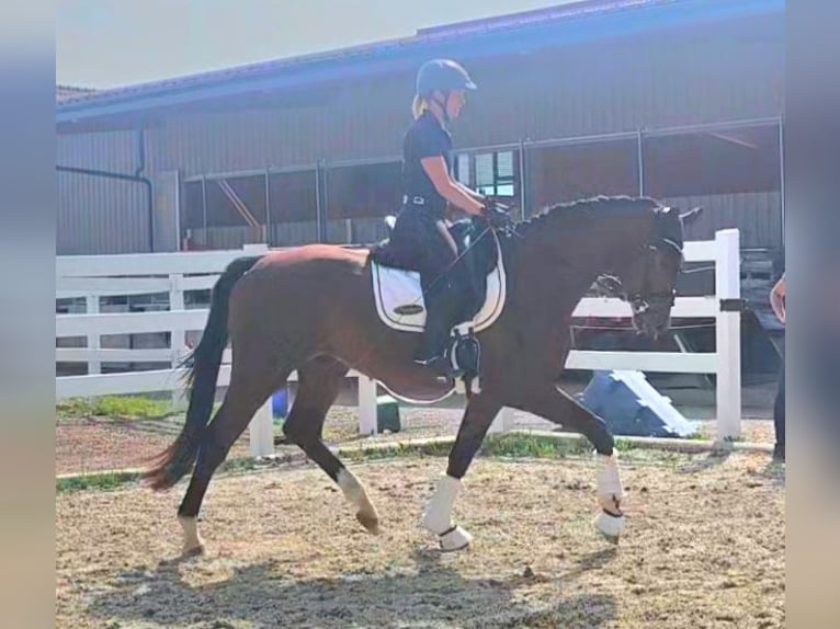Oldenburg Gelding 3 years 16,2 hh Brown in Wolfsbach