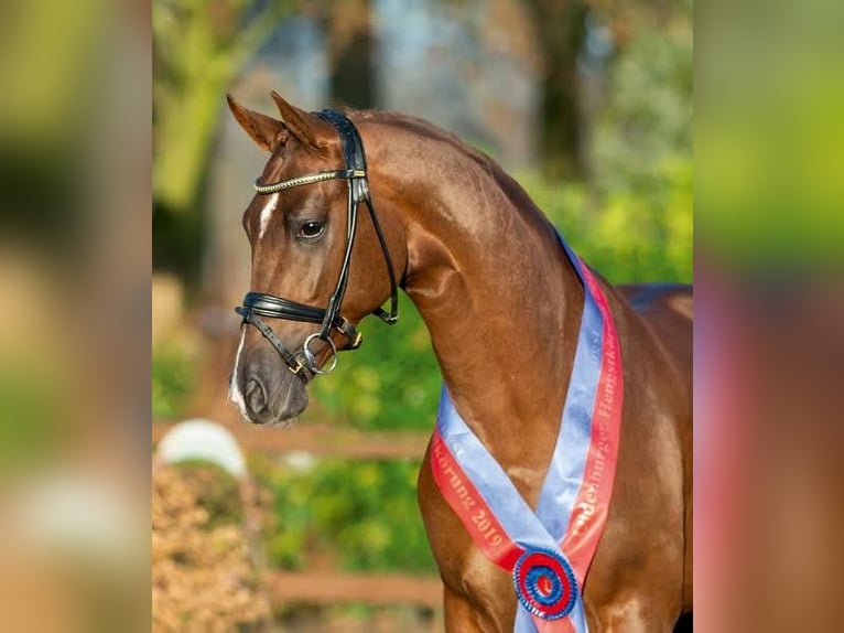 Oldenburg Gelding 3 years 16,2 hh Can be white in Venice