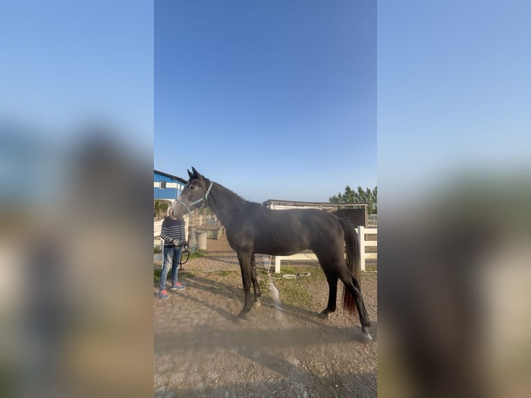 Oldenburg Gelding 3 years 16,2 hh Can be white in Venice