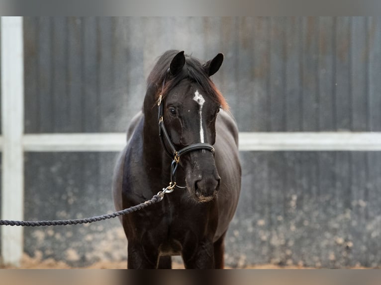 Oldenburg Gelding 3 years 16,2 hh Chestnut in GROTE-BROGEL