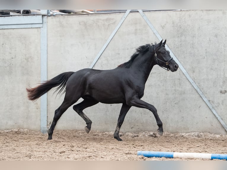 Oldenburg Gelding 3 years 16,2 hh Chestnut in GROTE-BROGEL