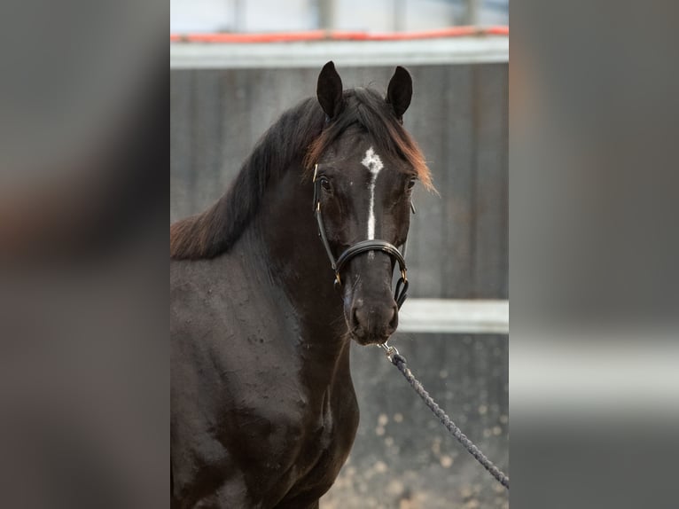 Oldenburg Gelding 3 years 16,2 hh Chestnut in GROTE-BROGEL