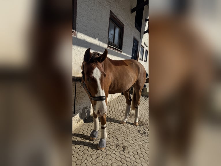 Oldenburg Gelding 3 years 16,2 hh Chestnut in München