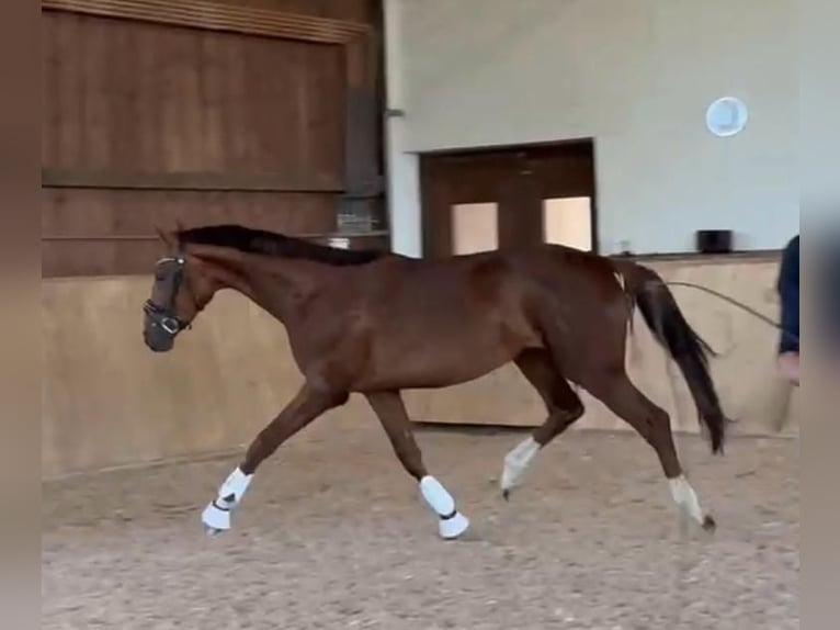 Oldenburg Gelding 3 years 16,2 hh Chestnut in Prutting