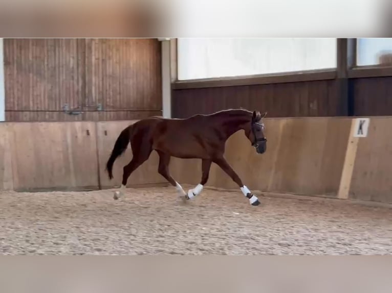 Oldenburg Gelding 3 years 16,2 hh Chestnut in Prutting