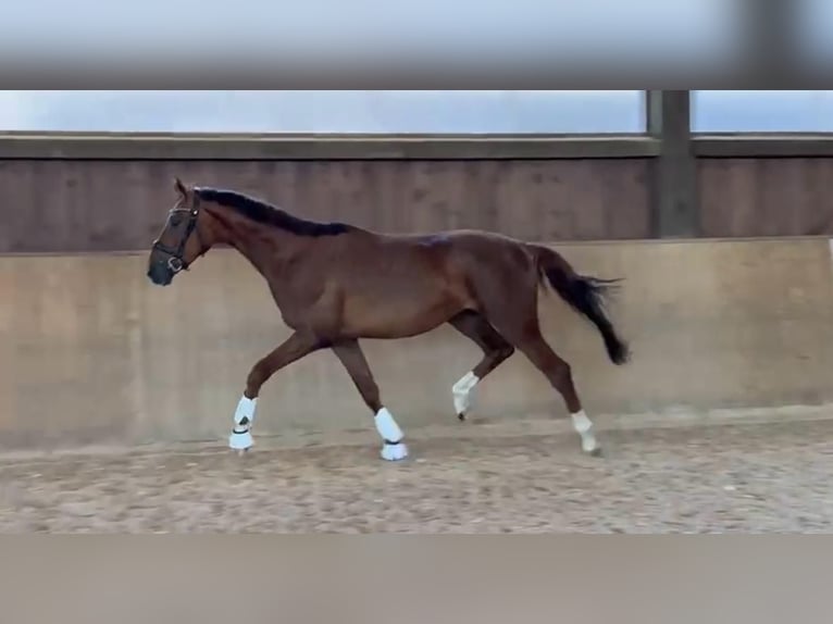 Oldenburg Gelding 3 years 16,2 hh Chestnut in Prutting