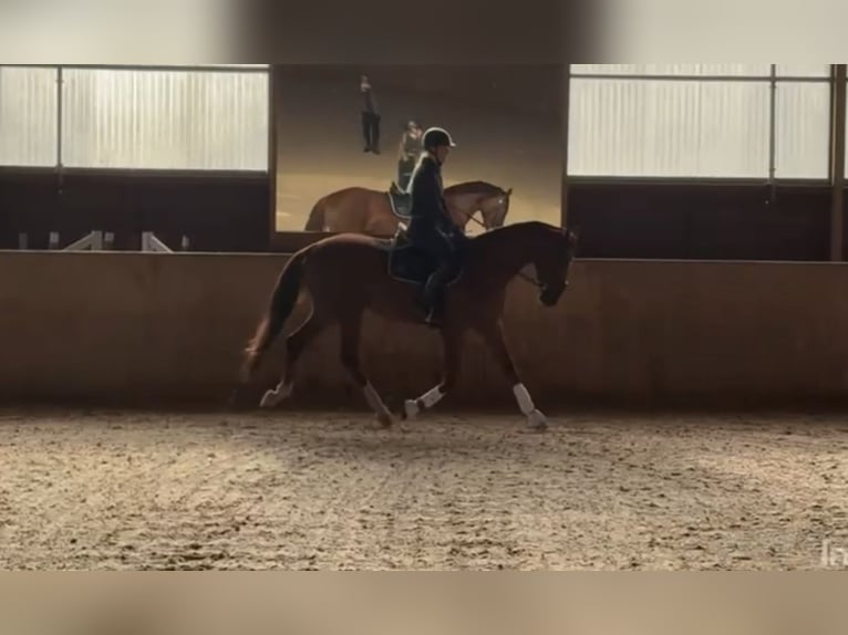 Oldenburg Gelding 3 years 16,2 hh Chestnut in Stephanskirchen