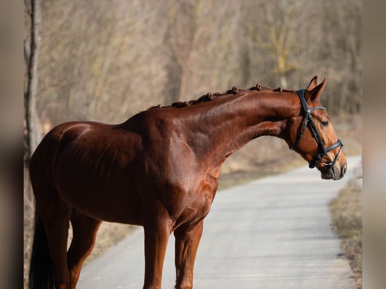 Oldenburg Gelding 3 years 16,2 hh Chestnut-Red in Gnadendorf