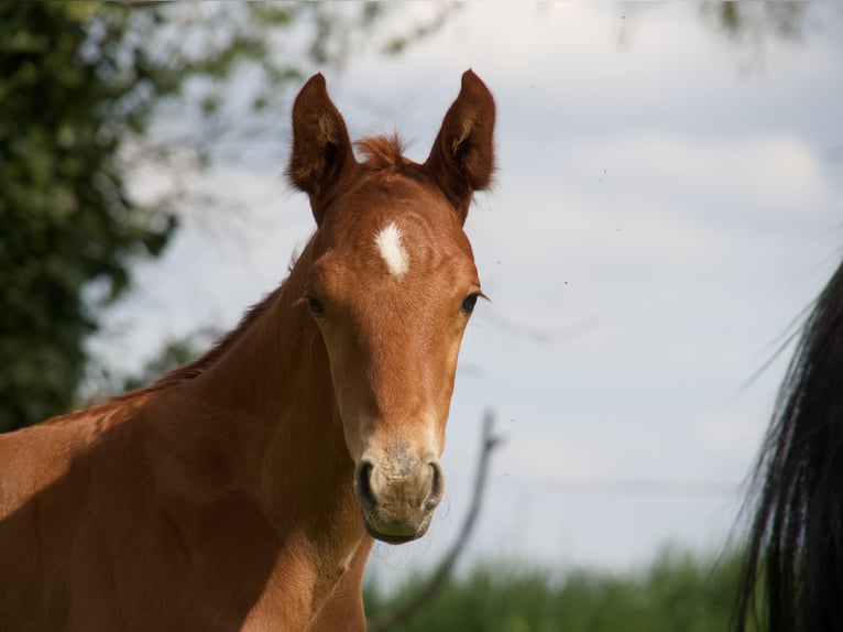 Oldenburg Gelding 3 years 16,2 hh Chestnut-Red in Gnadendorf