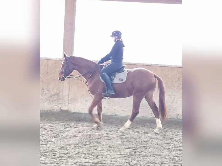 Oldenburg Gelding 3 years 16,2 hh Chestnut-Red in Neupotz