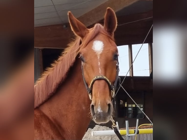 Oldenburg Gelding 3 years 16,2 hh Chestnut-Red in Neupotz