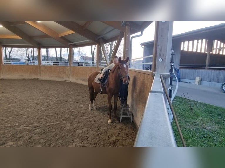 Oldenburg Gelding 3 years 16,2 hh Chestnut-Red in Neupotz