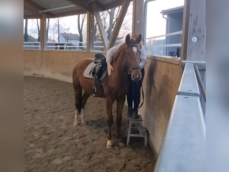 Oldenburg Gelding 3 years 16,2 hh Chestnut-Red in Neupotz