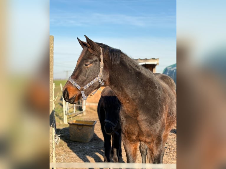 Oldenburg Mix Gelding 3 years 16,2 hh Smoky-Black in Gutow