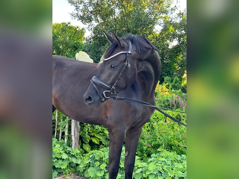 Oldenburg Gelding 3 years 16,2 hh Smoky-Black in Engelschoff