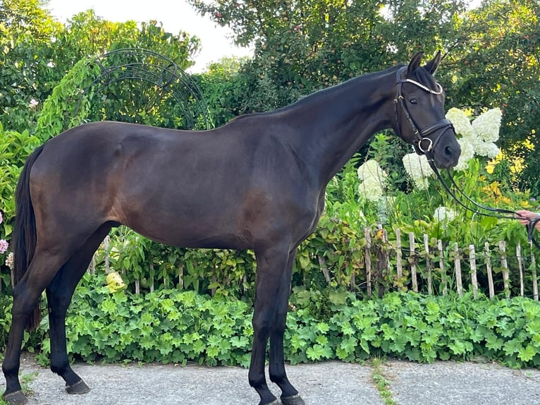 Oldenburg Gelding 3 years 16,2 hh Smoky-Black in Engelschoff