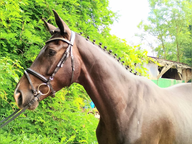 Oldenburg Gelding 3 years 16,2 hh Smoky-Black in Quakenbr&#xFC;ck