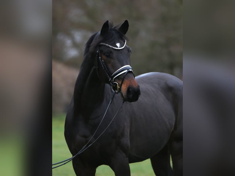 Oldenburg Gelding 3 years 16,2 hh Smoky-Black in Rehburg-Loccum Münchehagen