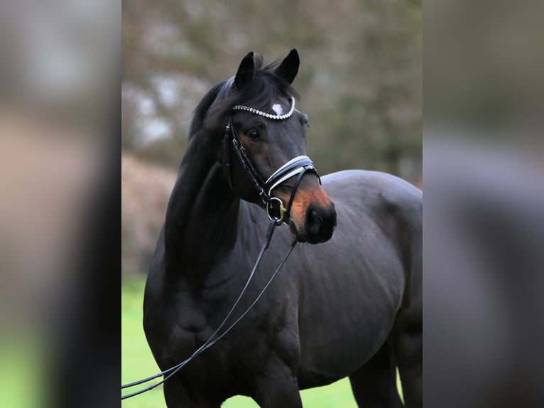 Oldenburg Gelding 3 years 16,2 hh Smoky-Black in Rehburg-Loccum Münchehagen