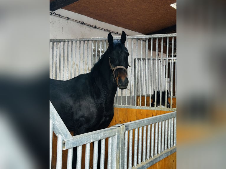 Oldenburg Gelding 3 years 16,2 hh Smoky-Black in Friedberg