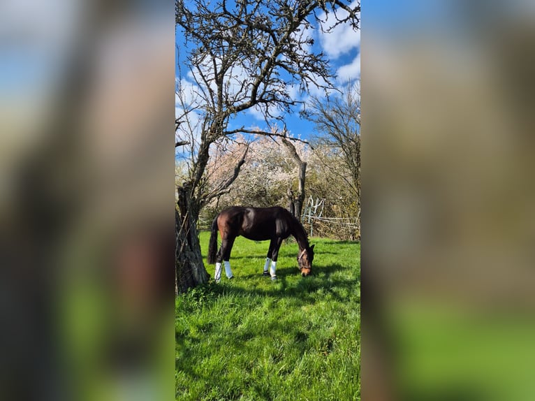 Oldenburg Gelding 3 years 16,3 hh Bay-Dark in Kronberg im Taunus