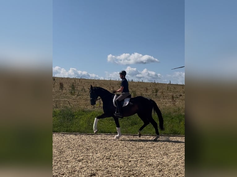 Oldenburg Gelding 3 years 16,3 hh Black in Reinsdorf