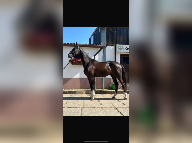 Oldenburg Gelding 3 years 16,3 hh Black in Reinsdorf