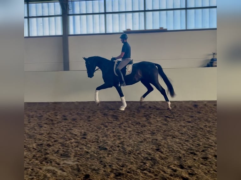 Oldenburg Gelding 3 years 16,3 hh Black in Reinsdorf