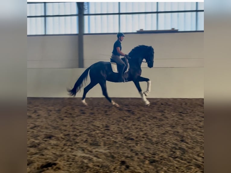 Oldenburg Gelding 3 years 16,3 hh Black in Reinsdorf