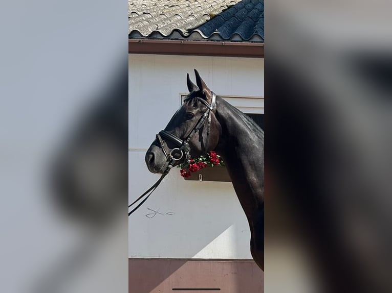 Oldenburg Gelding 3 years 16,3 hh Black in Reinsdorf