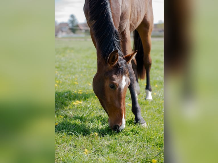 Oldenburg Gelding 3 years 16,3 hh Brown in Gurbrü