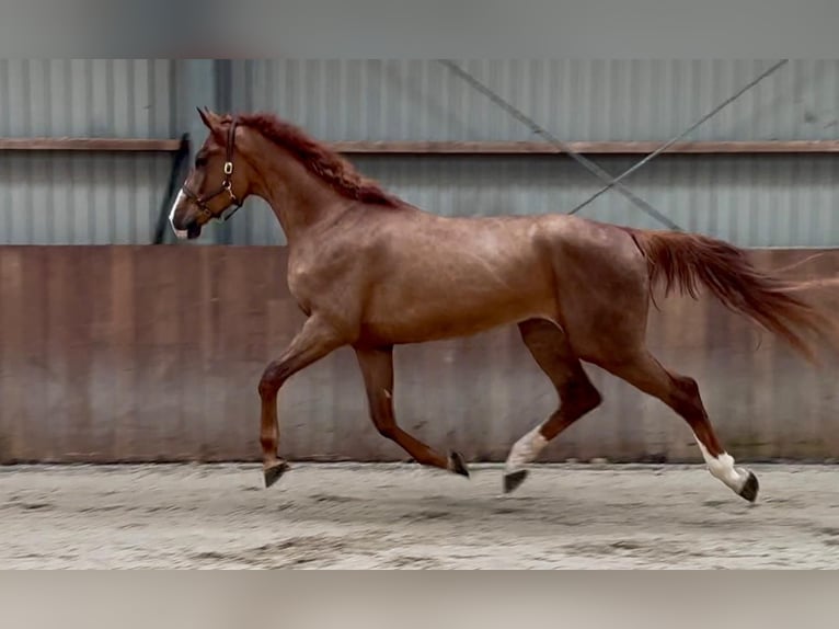 Oldenburg Gelding 3 years 16,3 hh  in GROTE-BROGEL