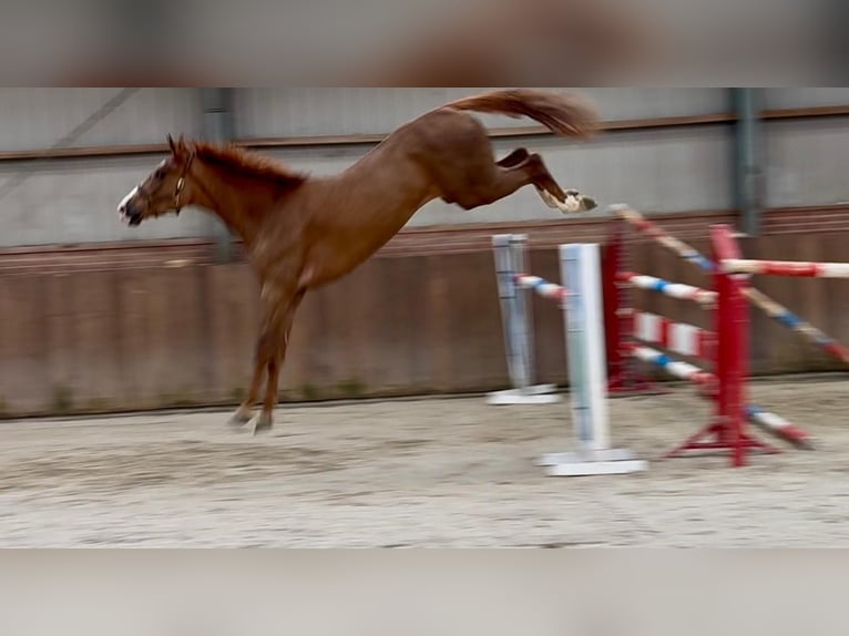 Oldenburg Gelding 3 years 16,3 hh  in GROTE-BROGEL