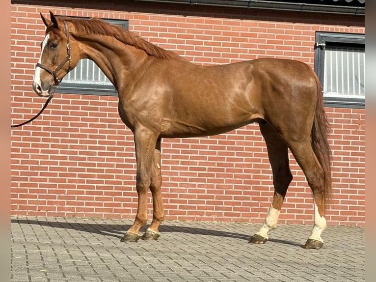 Oldenburg Gelding 3 years 16,3 hh  in GROTE-BROGEL