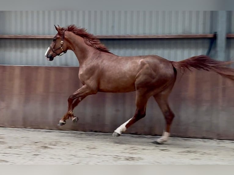 Oldenburg Gelding 3 years 16,3 hh  in GROTE-BROGEL