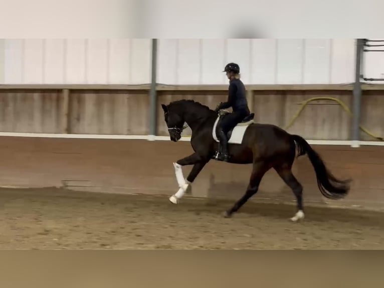 Oldenburg Gelding 3 years 17 hh Bay-Dark in Groß Kreutz