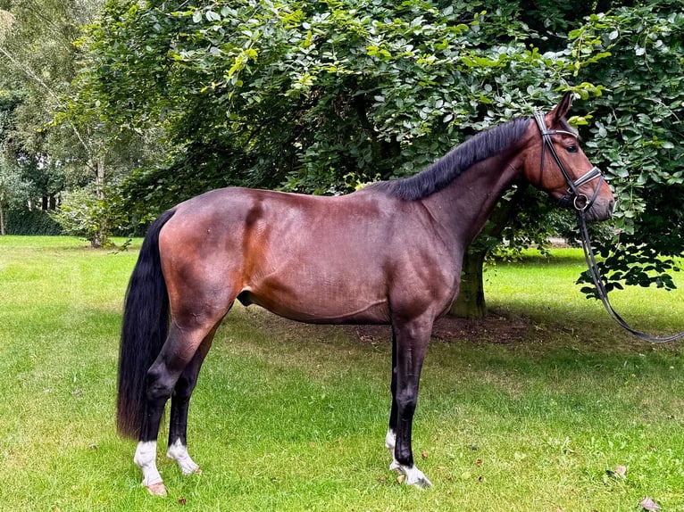Oldenburg Gelding 3 years 17 hh Bay-Dark in WohltorfAum&#xFC;hle