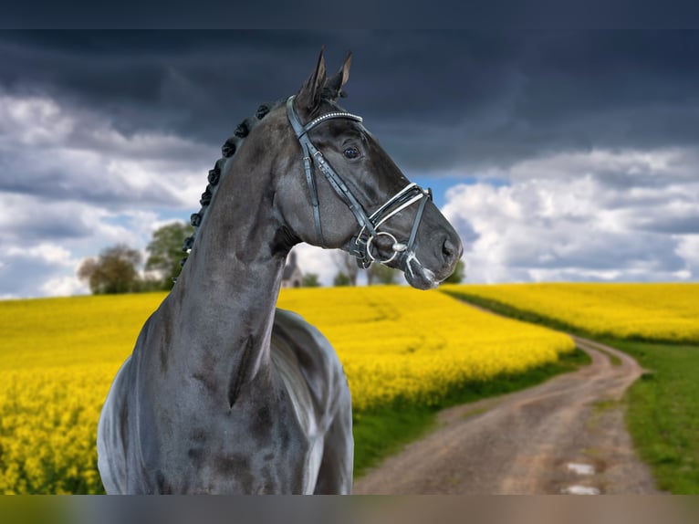 Oldenburg Gelding 3 years 17 hh Black in Frankfurt am Main