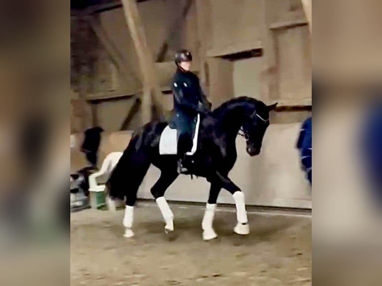 Oldenburg Gelding 3 years 17 hh Black in Greifenstein