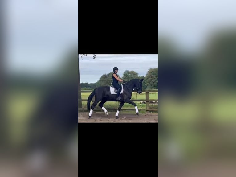 Oldenburg Gelding 3 years 17 hh Black in Löningen