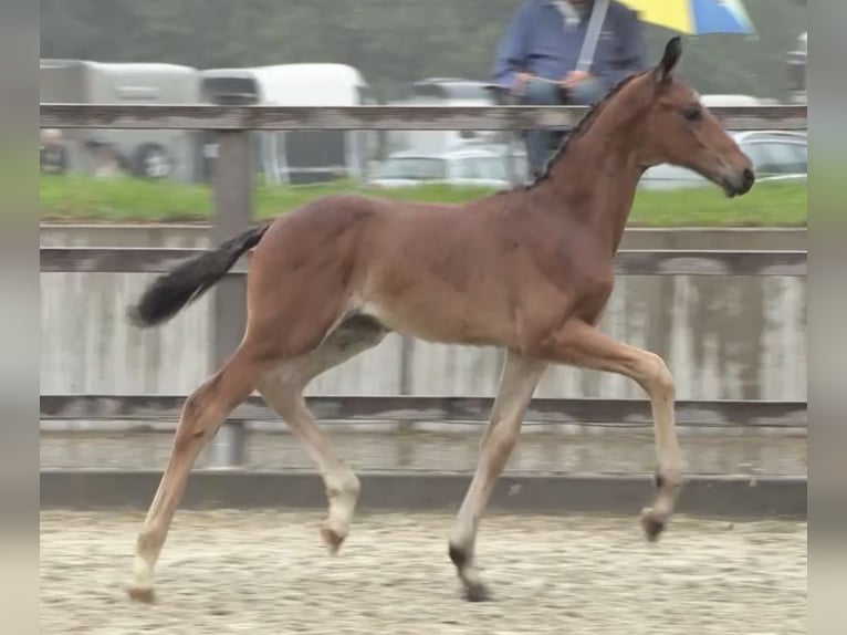 Oldenburg Gelding 3 years 17 hh Brown in Bassum