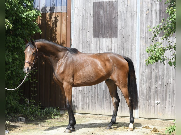 Oldenburg Gelding 3 years 17 hh Brown in Geilenkirchen