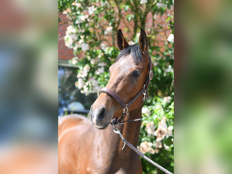 Oldenburg Gelding 3 years 17 hh Brown in Geilenkirchen