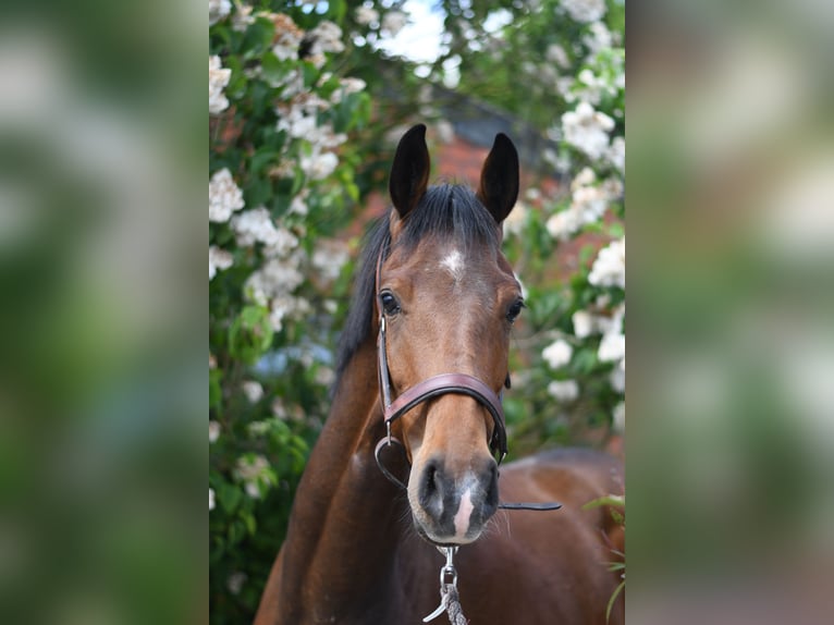 Oldenburg Gelding 3 years 17 hh Brown in Geilenkirchen