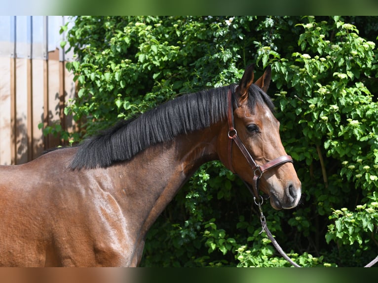 Oldenburg Gelding 3 years 17 hh Brown in Geilenkirchen