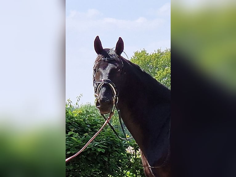 Oldenburg Gelding 3 years 17 hh in Visbek