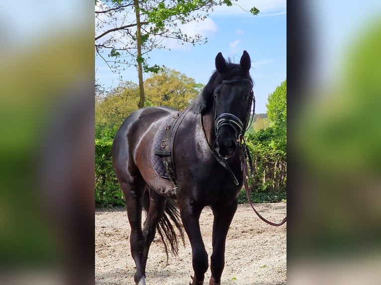 Oldenburg Gelding 3 years 17 hh in Visbek