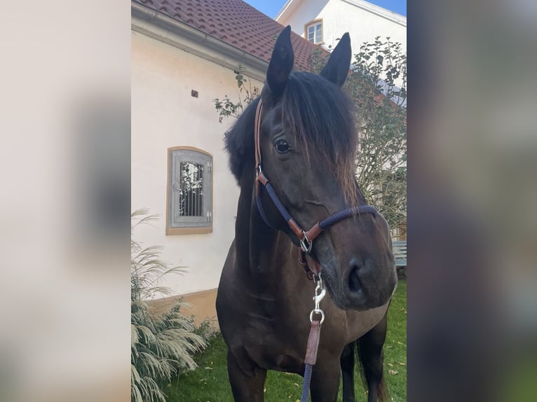 Oldenburg Gelding 3 years 17 hh Smoky-Black in Melle