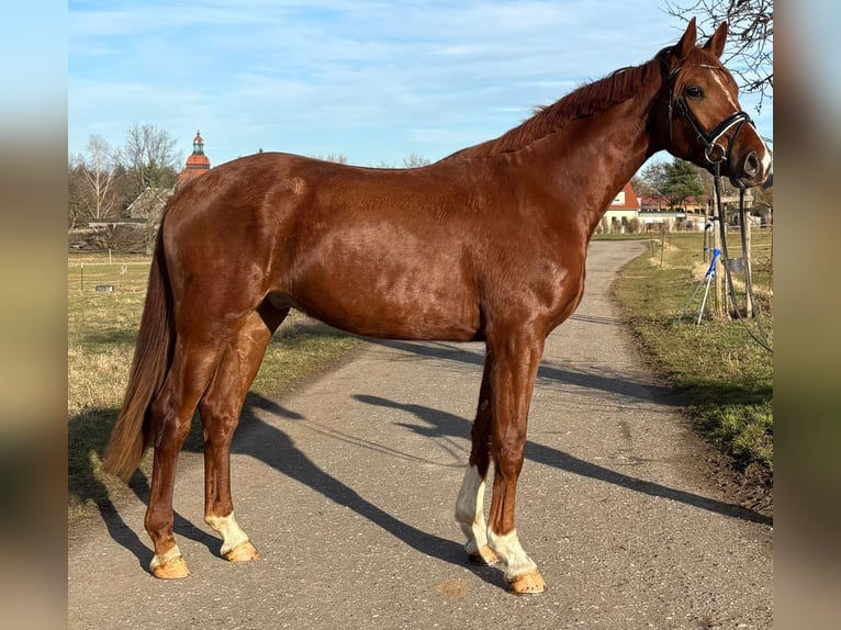 Oldenburg Gelding 3 years 17,1 hh Chestnut-Red in Moritzburg