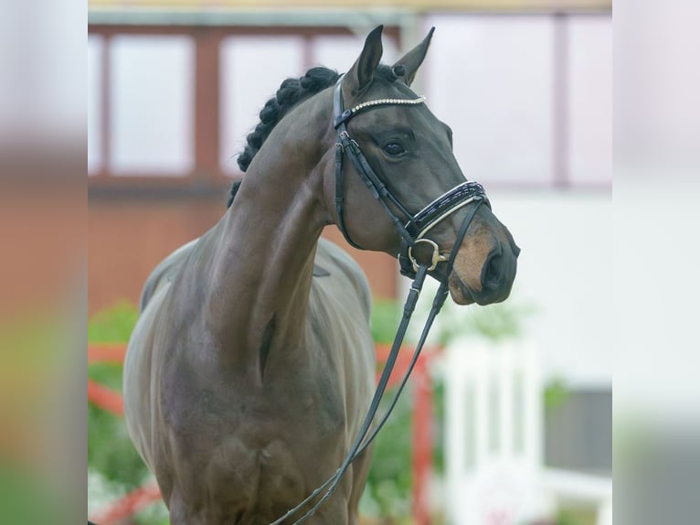 Oldenburg Gelding 3 years Bay-Dark in Münster-Handorf